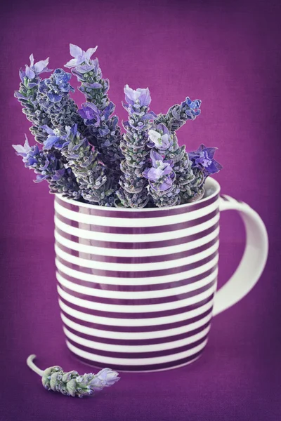 Mazzo di lavanda — Foto Stock