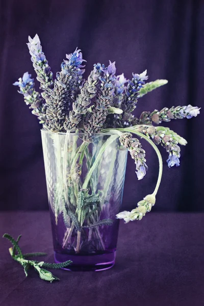 Flores de lavanda — Fotografia de Stock