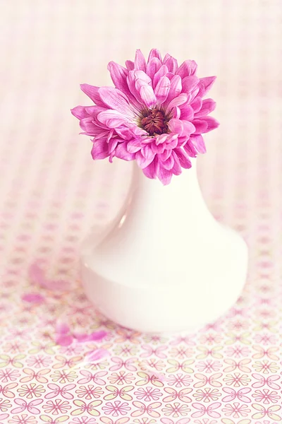 Paarse chrysant bloem — Stockfoto