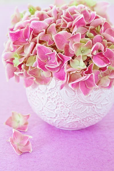 Квітів рожеві гортензії — стокове фото