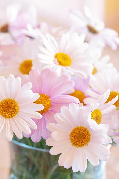 Hermosas flores de margarita —  Fotos de Stock