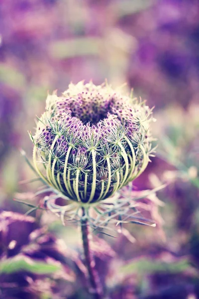 Abstrakt blommig bakgrund — Stockfoto