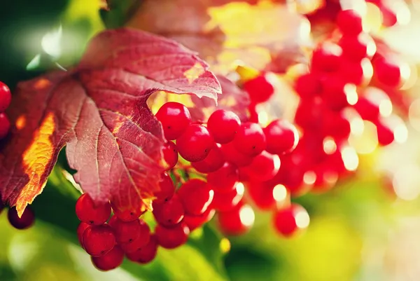 Viburnum berries — Stock Photo, Image