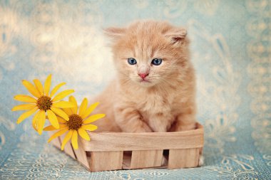 Kırmızı kedi yavrusu