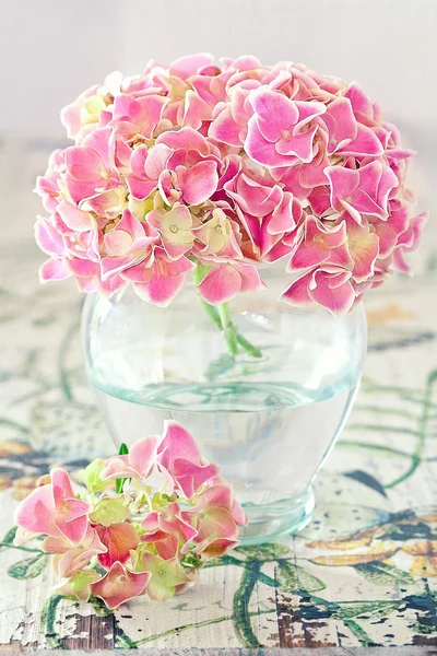 Hortenzia virág — Stock Fotó