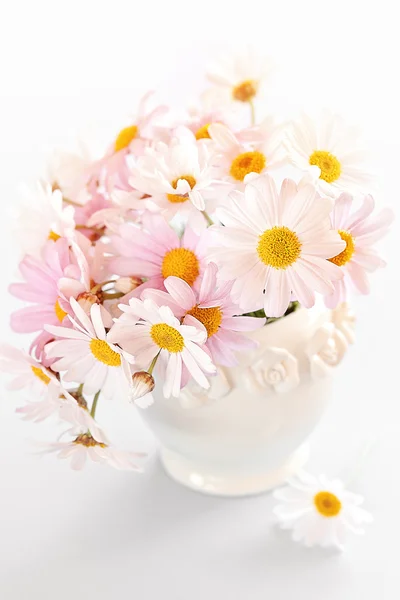 Madeliefjebloemen — Stockfoto