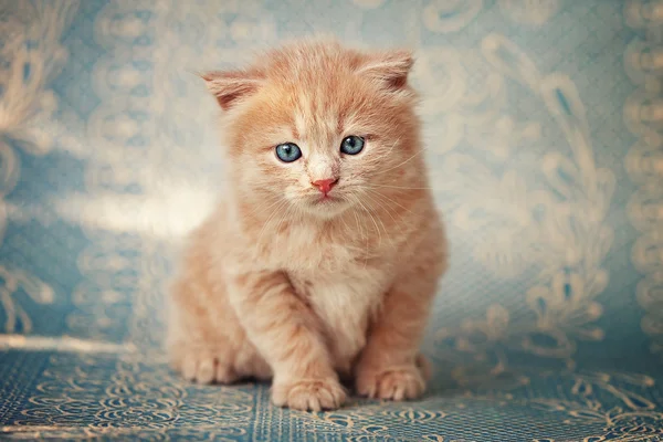 Gatito — Foto de Stock