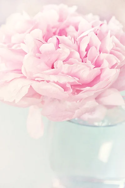 Peony flower closeup. — Stock Photo, Image