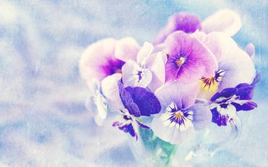 Mavi arka planda güzel bir nonoş çiçeğinin fotoğrafı. Güzel ve narin çiçekler.