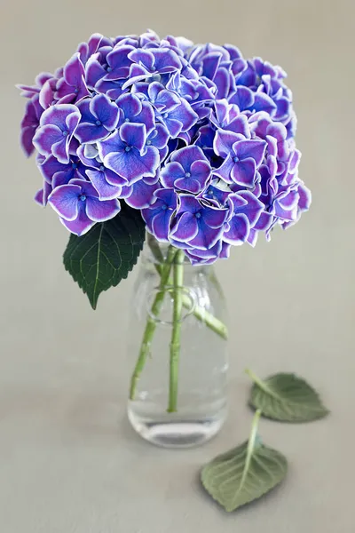 Bellissimo Bouquet Ortensia Viola Vaso Sul Tavolo Concentrazione Morbida — Foto Stock