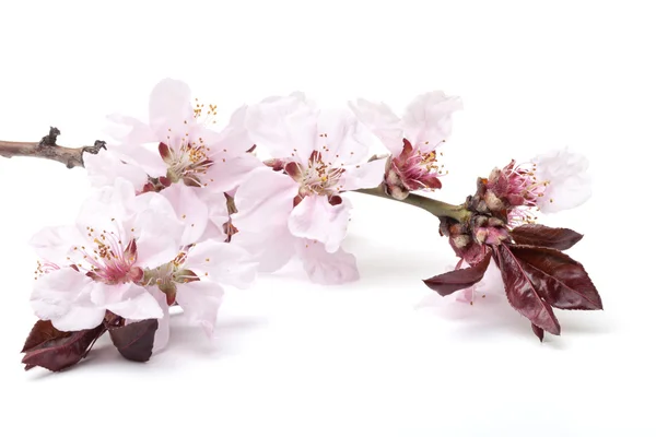 Flores de cerezas —  Fotos de Stock