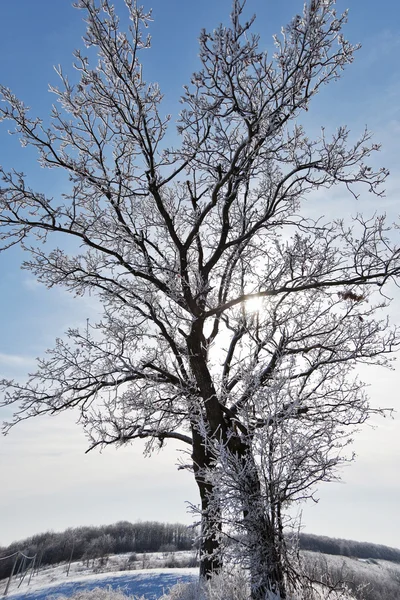 Arbre d'hiver — Photo