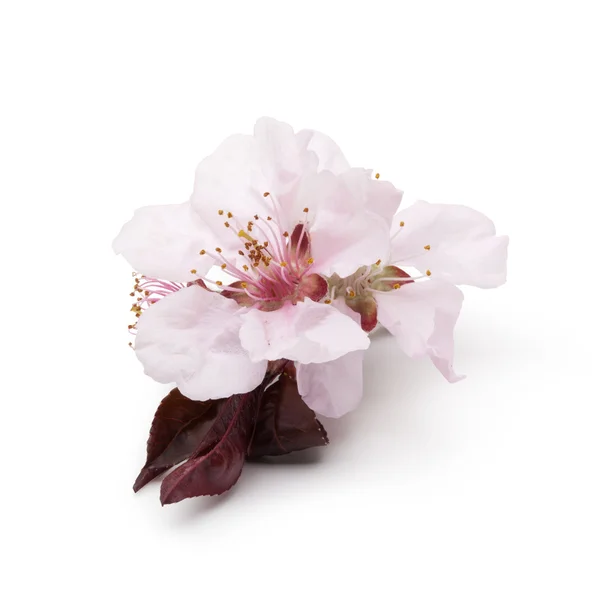 Branch of cherries flowers on a white background — Stock Photo, Image