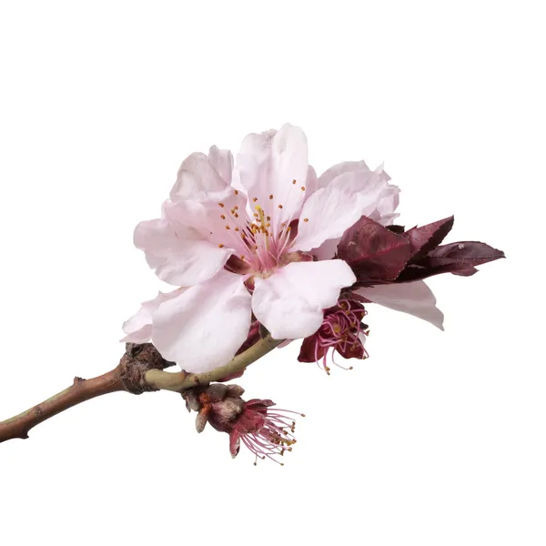 Květy třešně — Stock fotografie