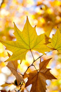 Sonbahar Yaprakları