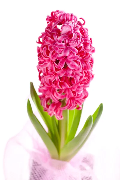 Beautiful hyacinth — Stock Photo, Image