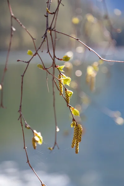 Budding leaves — Stock Photo, Image