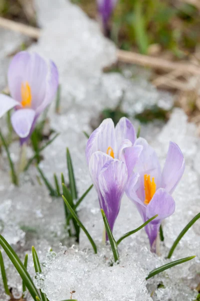 Crocus flowers — Stock Photo, Image