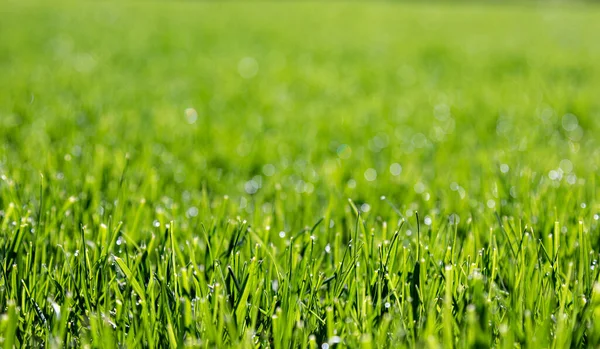 Green Grass Texture Can Use Background — Stock Photo, Image