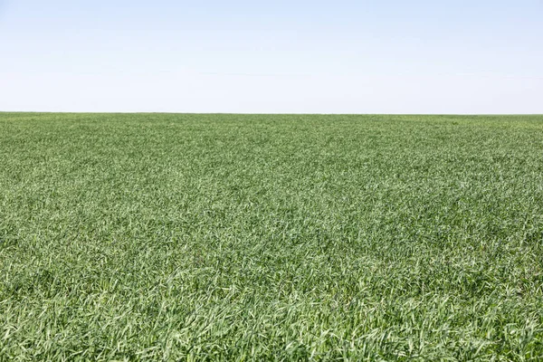 Green Grass Texture Can Use Background — Stock Photo, Image