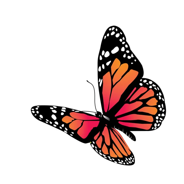 Vector butterfly — Stock Vector