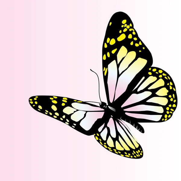 Vector butterfly — Stock Vector