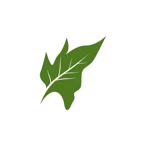 나뭇잎 아이콘 템플릿 — 스톡 벡터