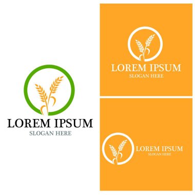 Tarım buğday vektör tasarımı 