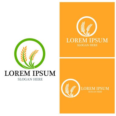 Tarım buğday vektör tasarımı 