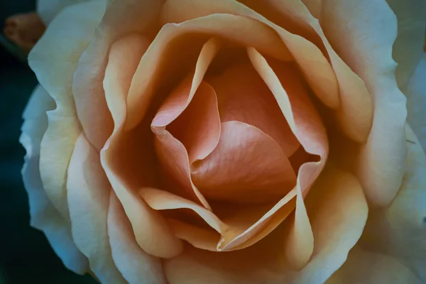 Close Rose Flower Use Background Croatia — Stock Photo, Image