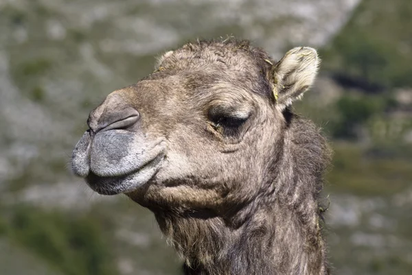 Camel — Stock Photo, Image