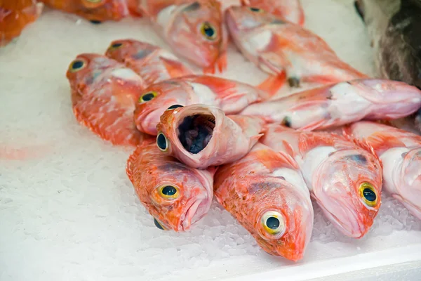 Peixe em um mercado — Fotografia de Stock