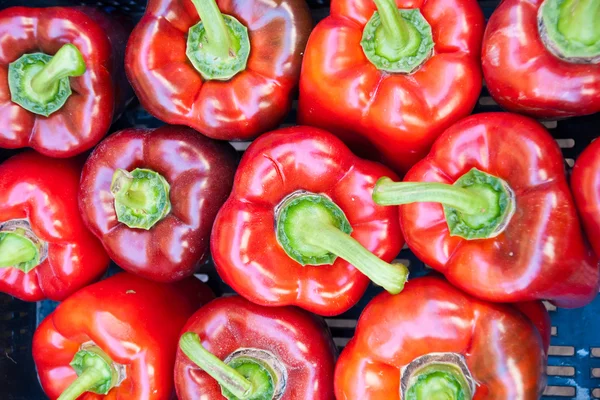 Röd paprika — Stockfoto