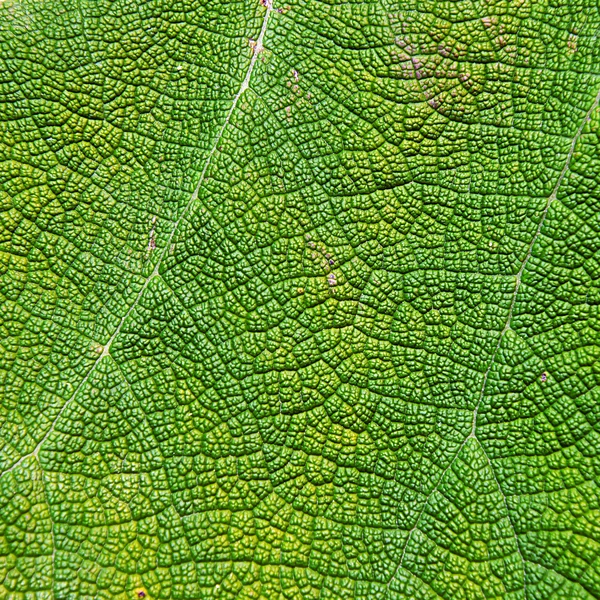 Folha verde — Fotografia de Stock