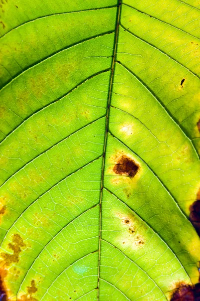 Leaf üzem közelről — Stock Fotó