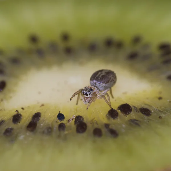 Aranha — Fotografia de Stock