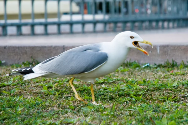 Gabbiano — Foto Stock