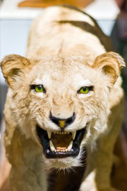 Aslan portre