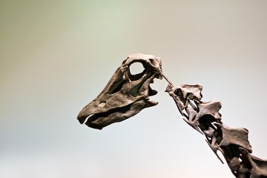 dinozor iskeleti