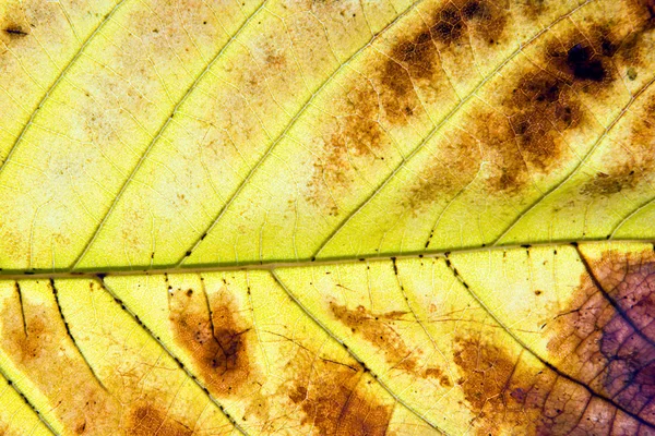 植物の葉をクローズ アップ — ストック写真