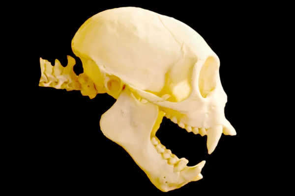 Monkey skull — Stock Photo, Image