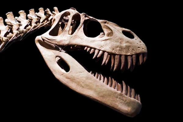 Скелет динозавра — стоковое фото
