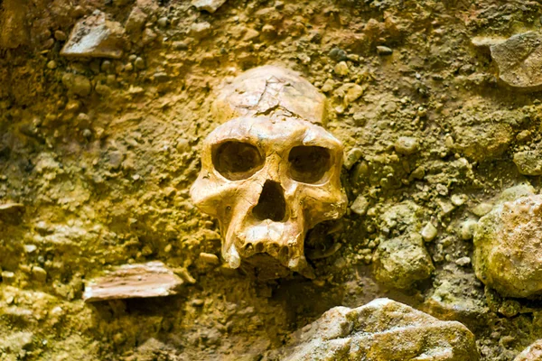 Human skull — Stock Photo, Image