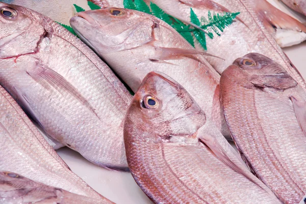 Peixe em um mercado — Fotografia de Stock