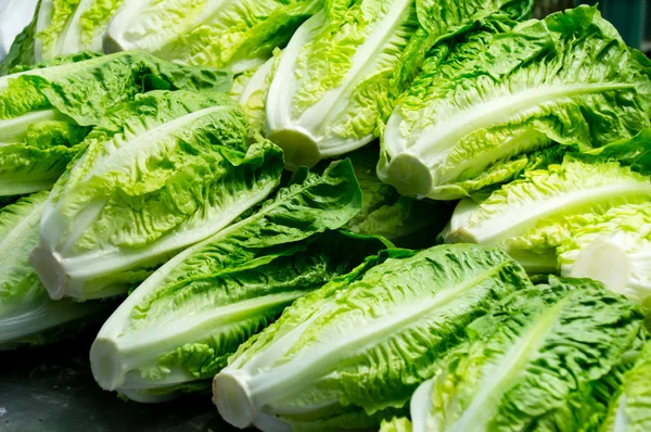 Lettuce — Stock Photo, Image