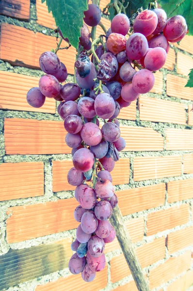 Bunch of grapes — Stock Photo, Image