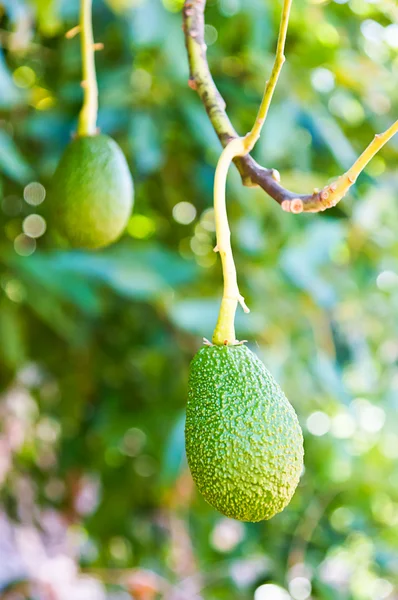 Avocats qui poussent sur l'arbre — Photo