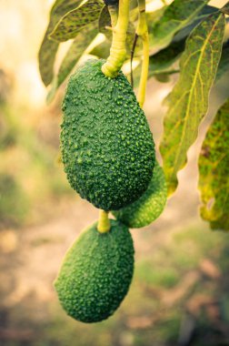Avokado ağacı üzerinde