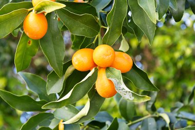 portakal ağacı