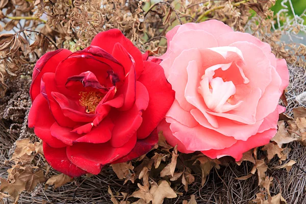 Rosas. — Foto de Stock
